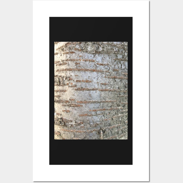 Bark - prunus Wall Art by Dpe1974